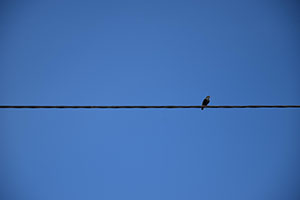 minimalism - bird on a wire